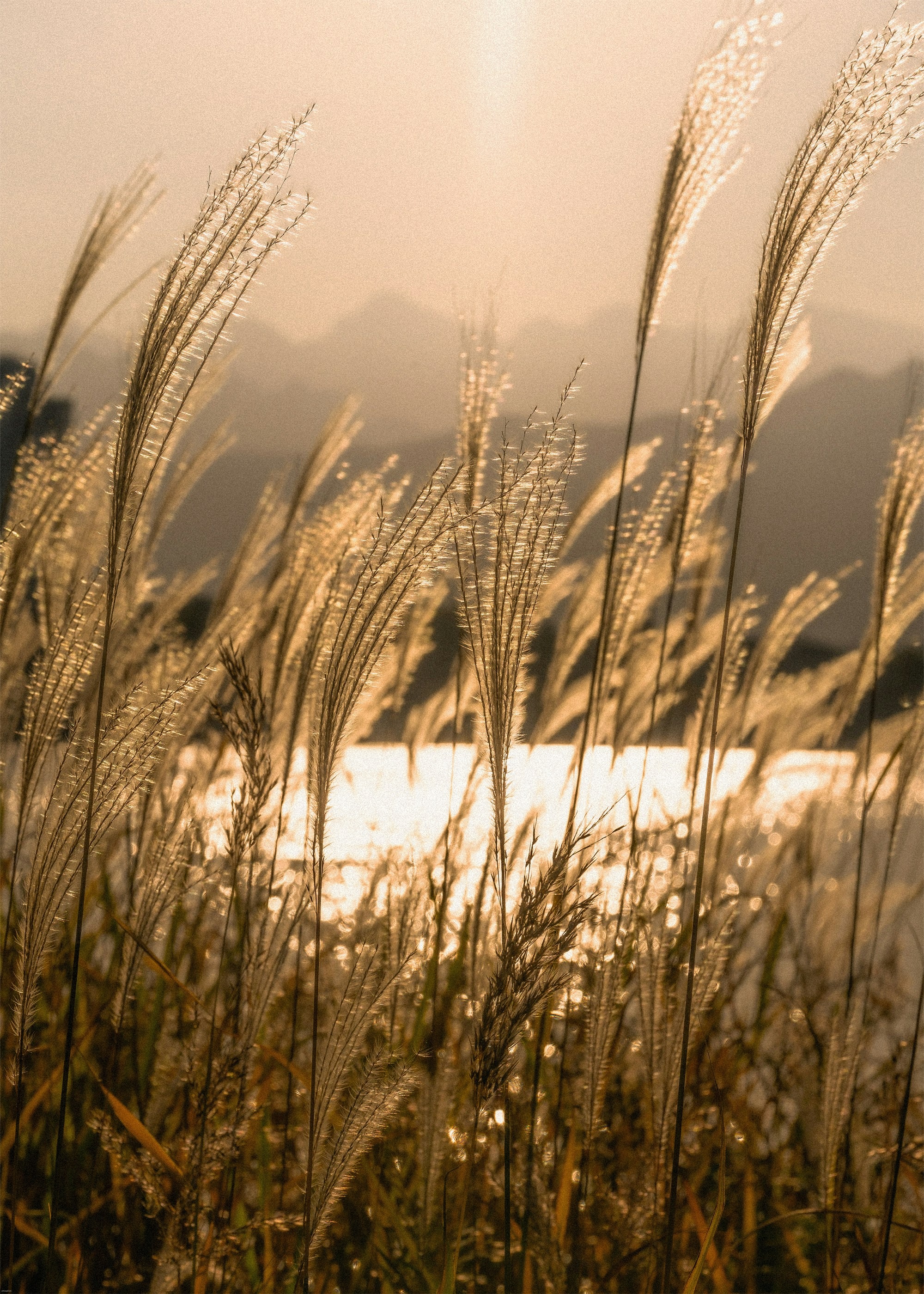 Tall grass blowing in the wind at sunset