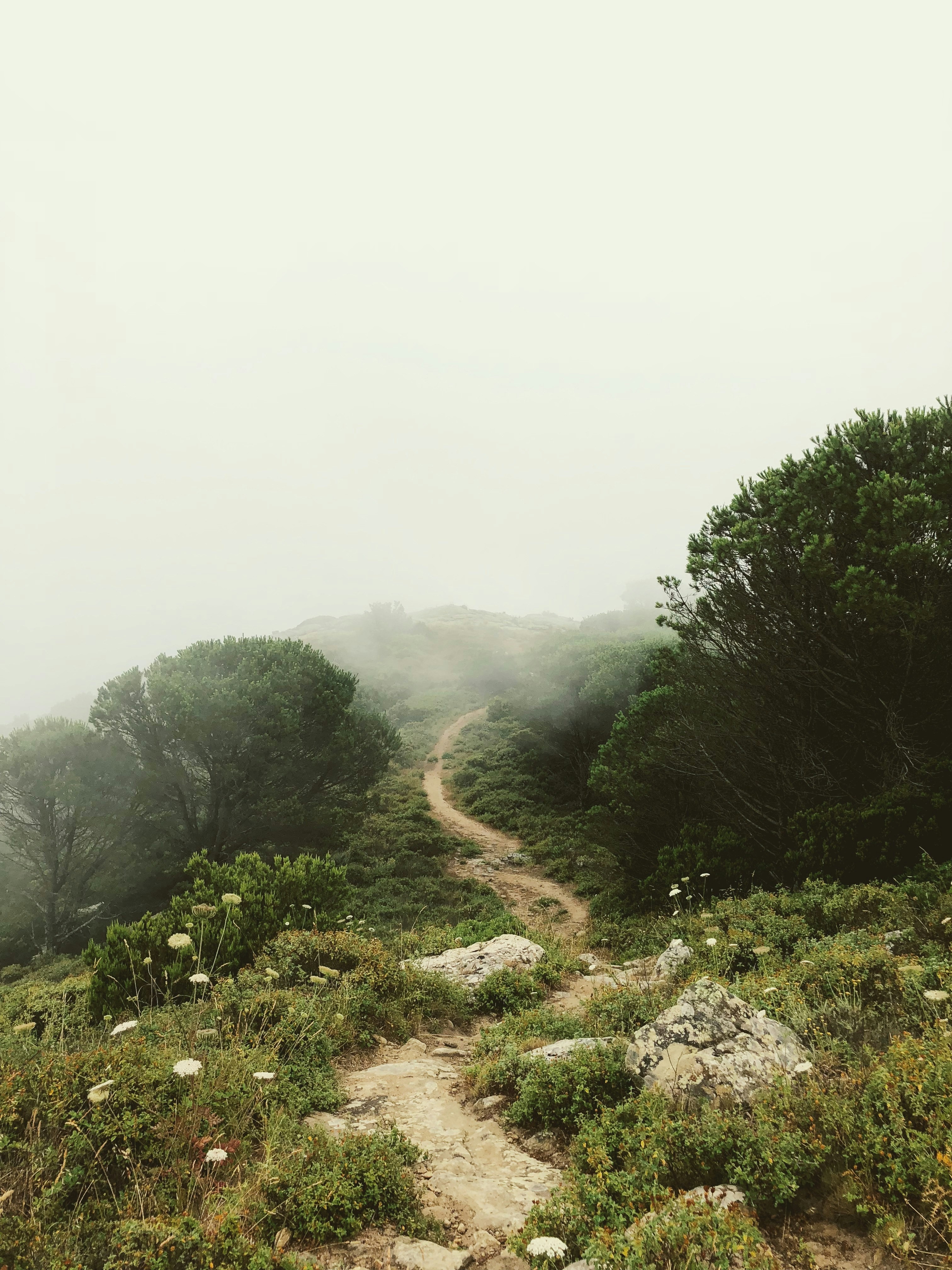 Rough road surrounded by trees and fog
